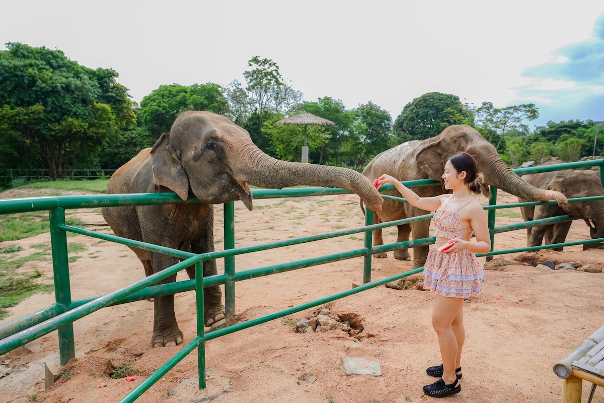 ไวลด์ คอตเทจส์ เอเลเฟนท์ แซงชัวรี รีสอร์ท Wild Cottages Elephant Sanctuary Resort — ภายนอก