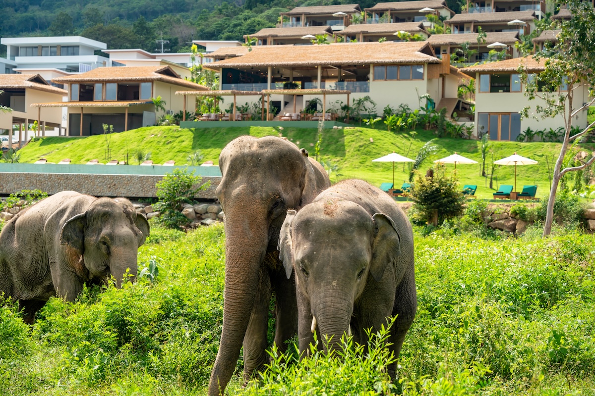 ไวลด์ คอตเทจส์ เอเลเฟนท์ แซงชัวรี รีสอร์ท Wild Cottages Elephant Sanctuary Resort — ภายนอก