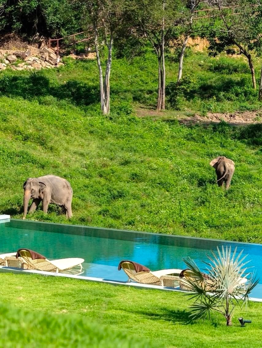 ไวลด์ คอตเทจส์ เอเลเฟนท์ แซงชัวรี รีสอร์ท Wild Cottages Elephant Sanctuary Resort — สระว่ายน้ำ